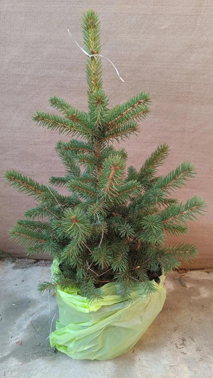 Камелия и ель декоративные Кордова