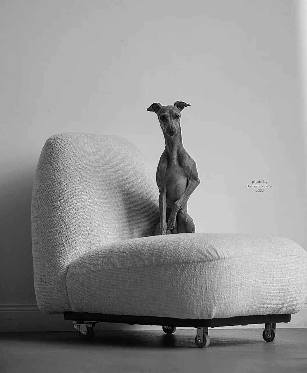 Фотосъемка домашних животных и владельцев 6