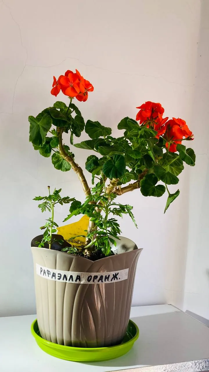 Миниатюра 1